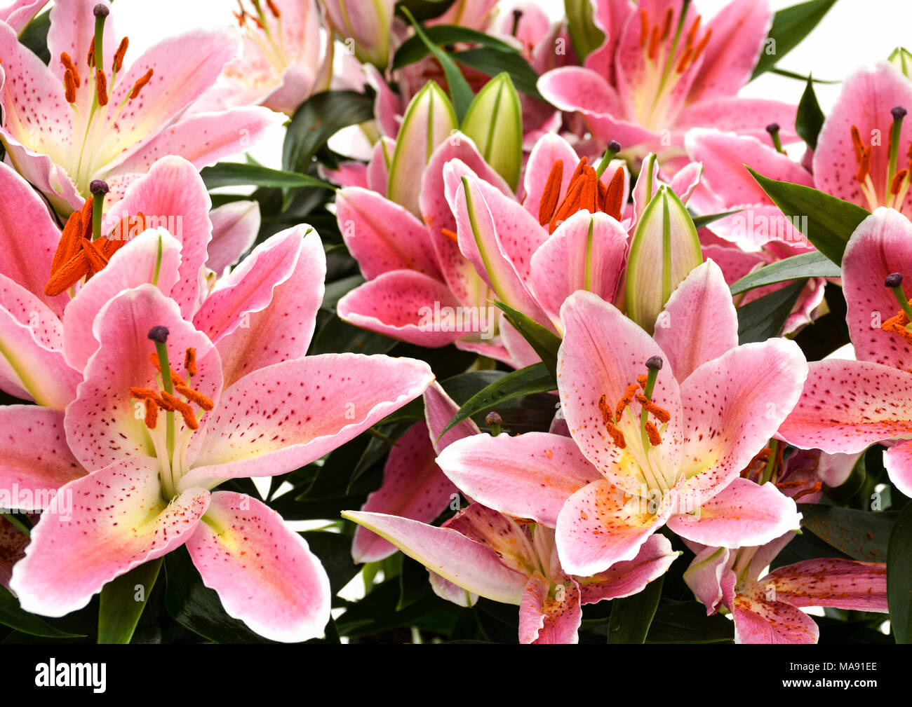 Lilium orientalis (Oriental Lily)-8 Banque D'Images