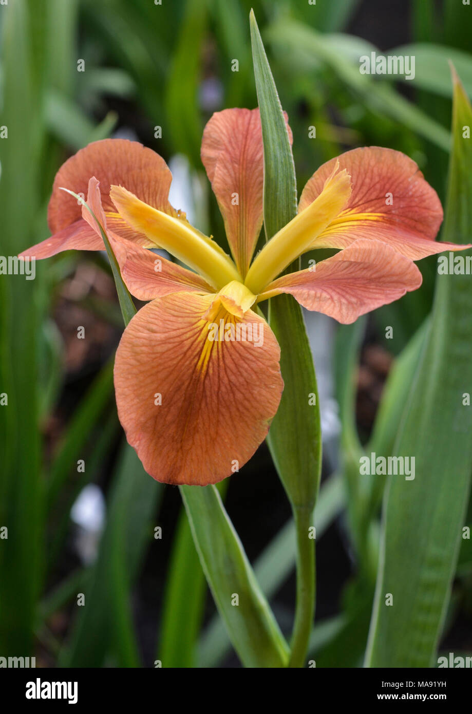 Louisiana-Brick Iris-1 rouge Banque D'Images