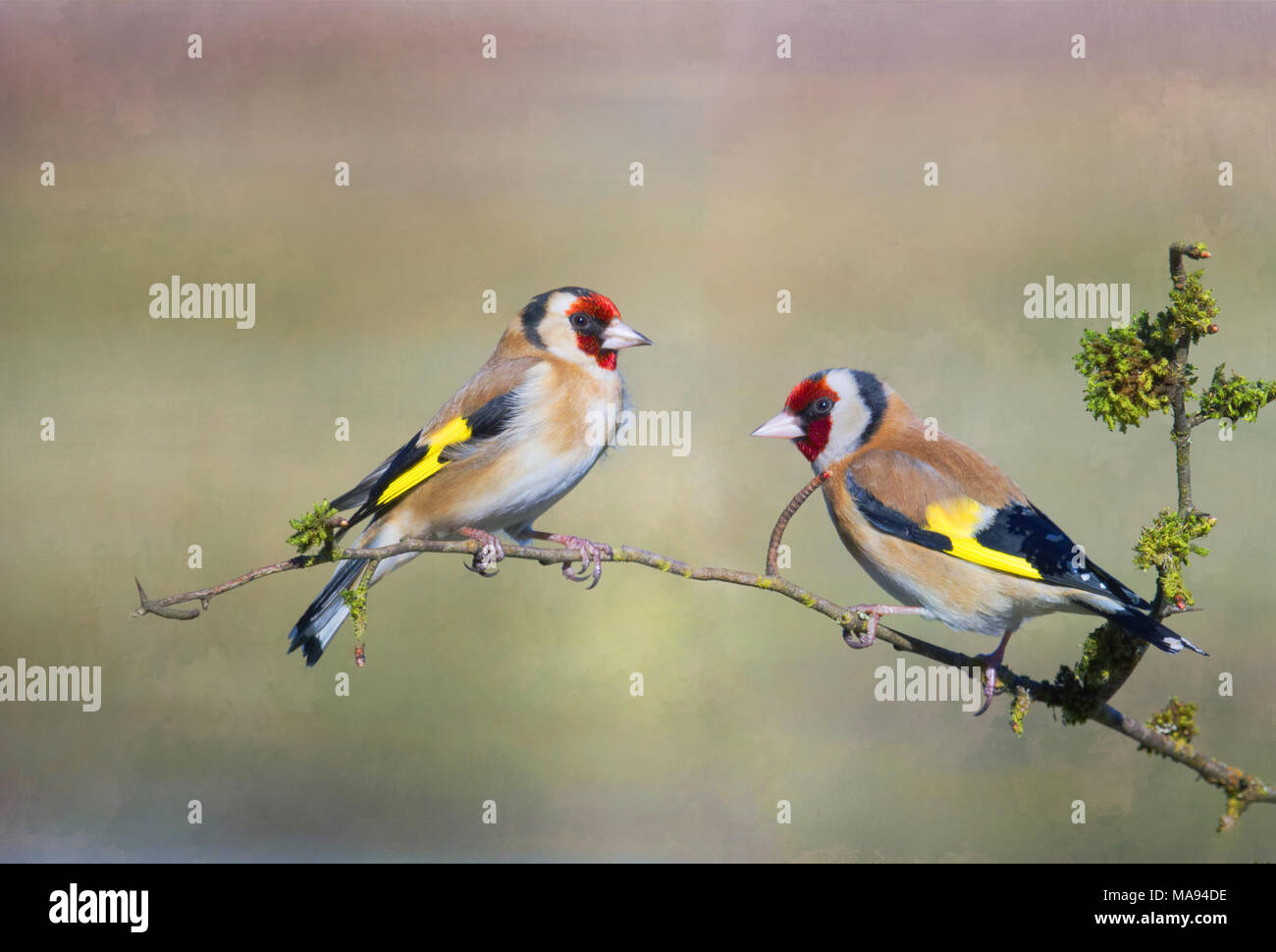 Les chardonnerets européens Banque D'Images