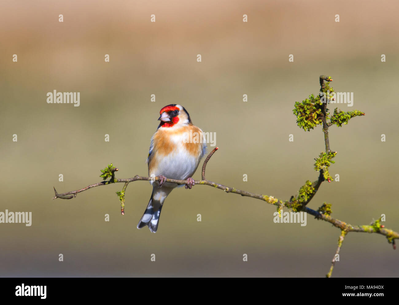 Les chardonnerets européens Banque D'Images