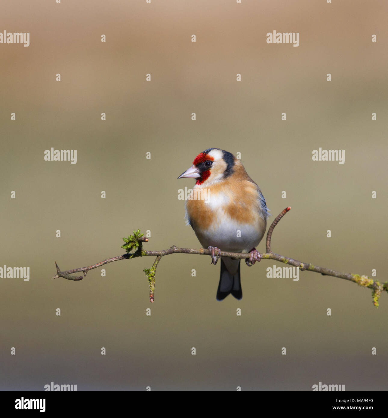 Les chardonnerets européens Banque D'Images