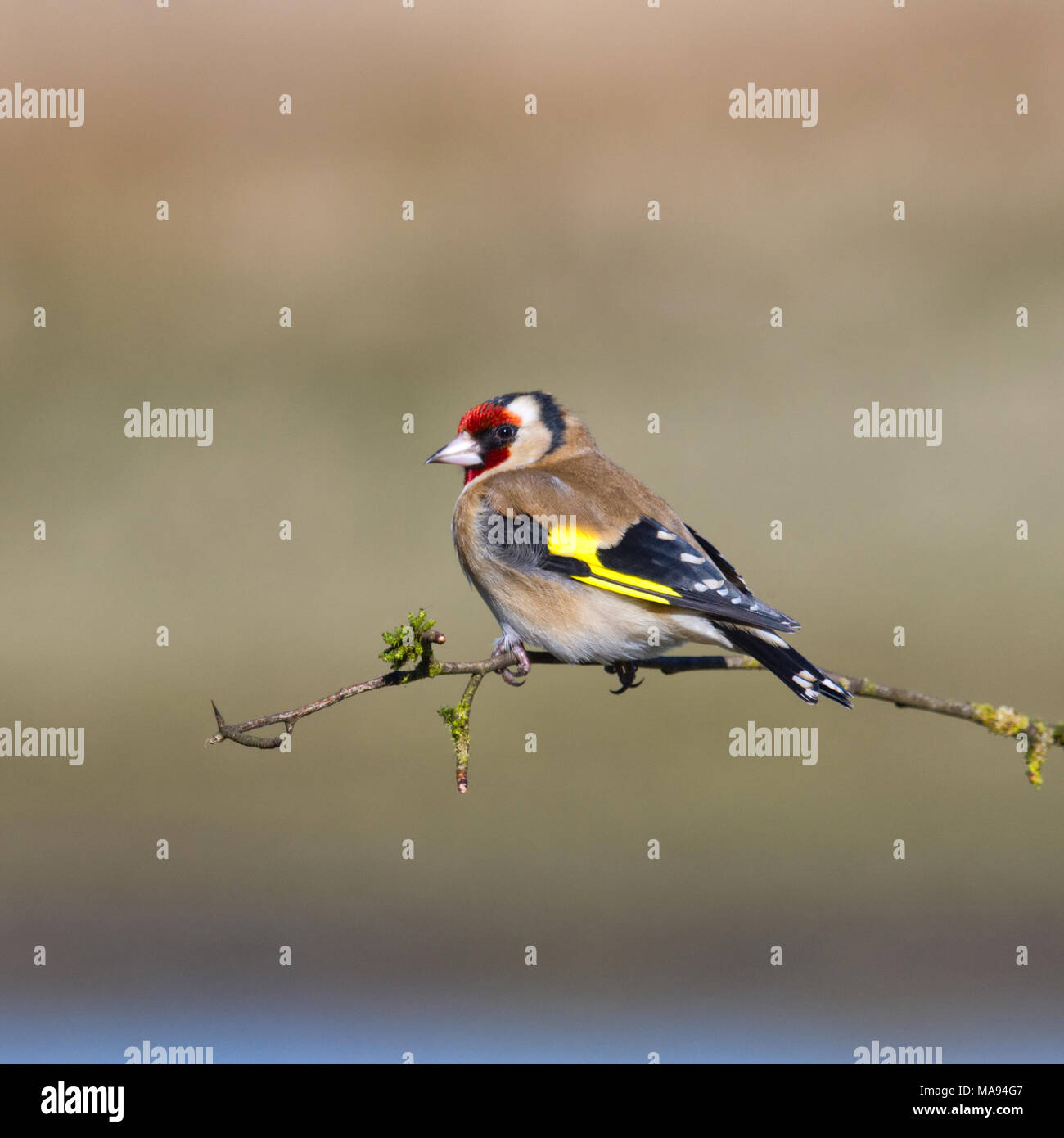 Les chardonnerets européens Banque D'Images