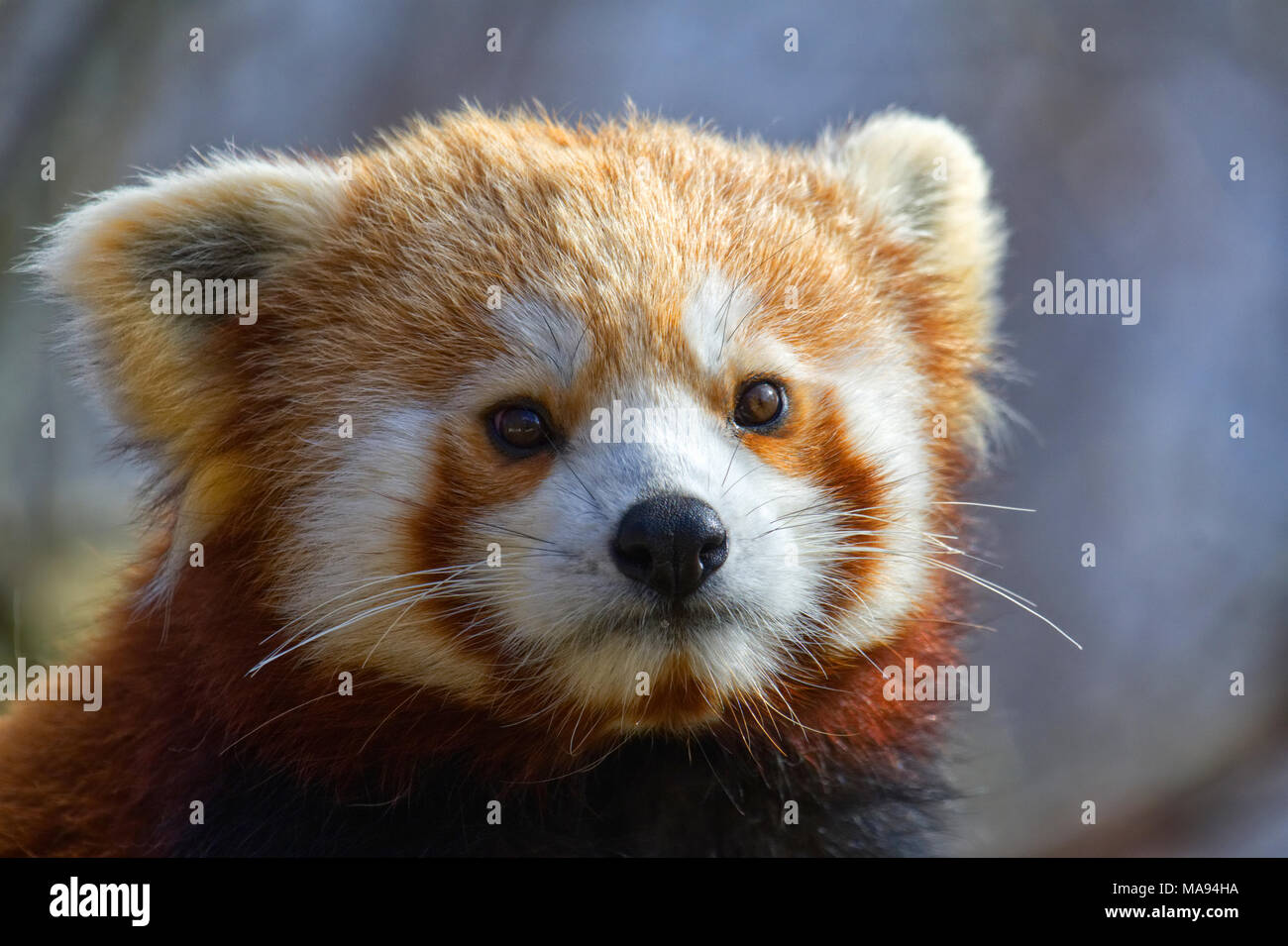 Le panda rouge Banque D'Images