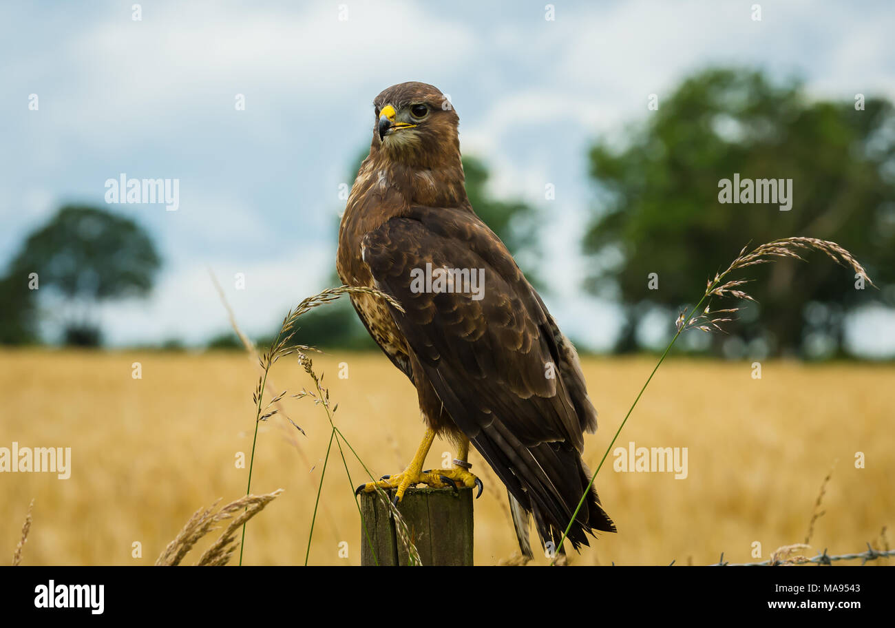 Gros plan d'un Buzzard également connu comme un bourdonnement commun perché sur un poste de clôture en pleine campagne. Copier l'espace. Paysage Banque D'Images