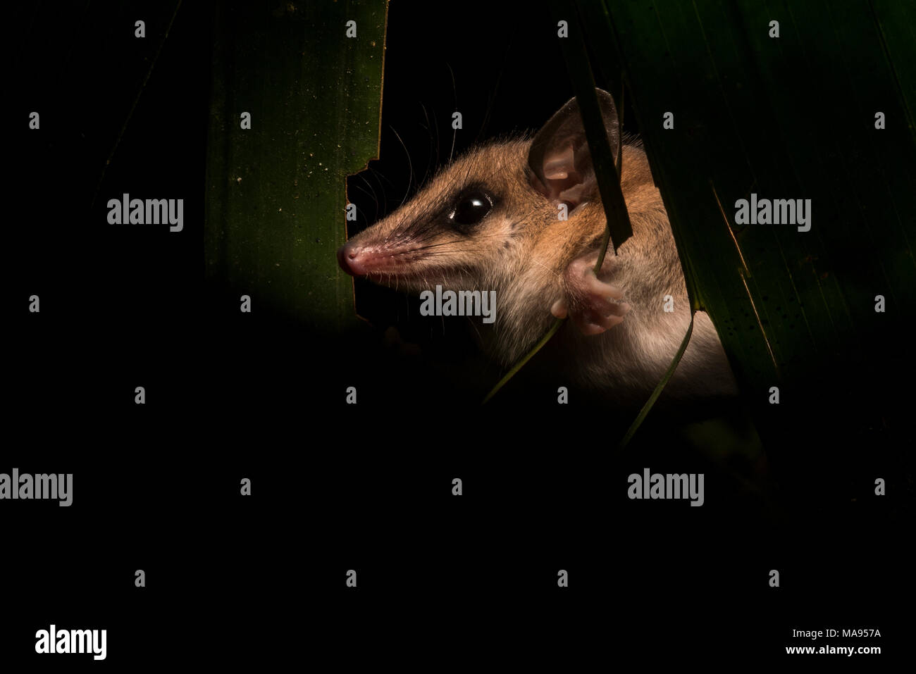 L'un des plus mignons animaux de la forêt tropicale est sans aucun doute les protocoles d'opossum. Ces petits mammifères scamper autour de la végétation la chasse pour la nourriture. Banque D'Images