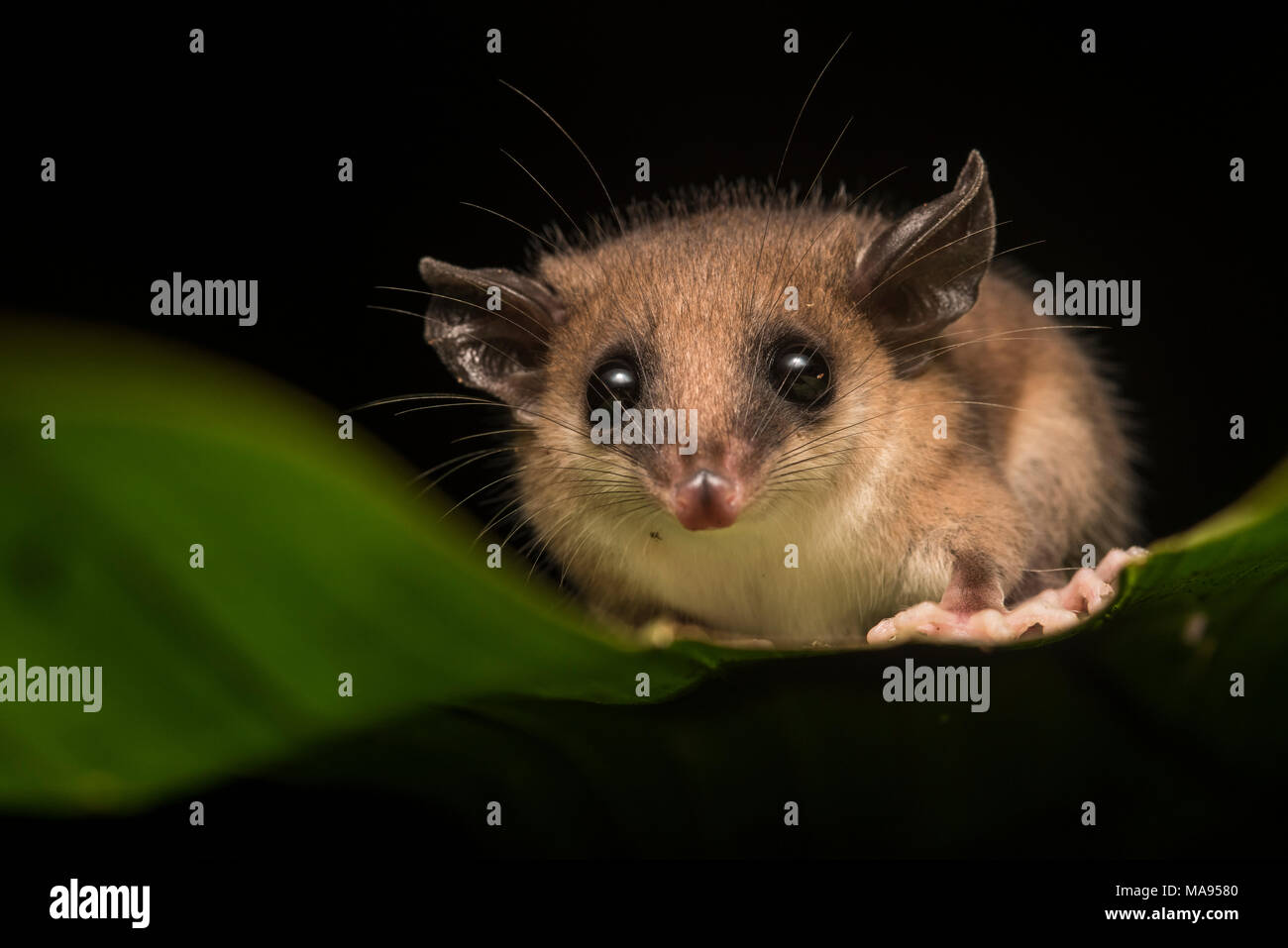 L'un des plus mignons animaux de la forêt tropicale est sans aucun doute les protocoles d'opossum. Ces petits mammifères scamper autour de la végétation la chasse pour la nourriture. Banque D'Images