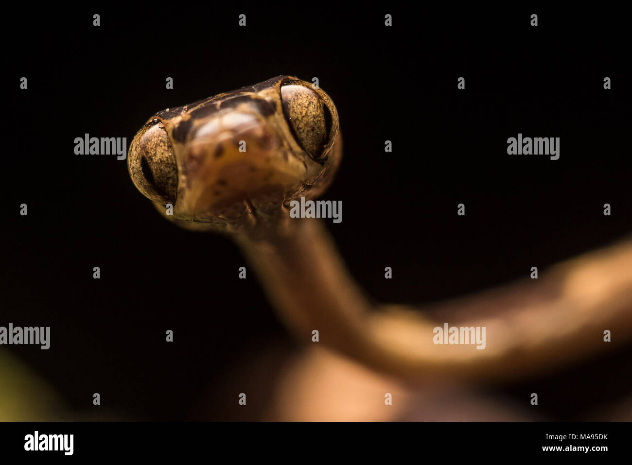Une macro close up d'un visage d'un serpent Tête émoussé (Imantodes cenchoa) du Pérou. Ces serpents nocturnes se déplacer les arbres la nuit. Banque D'Images