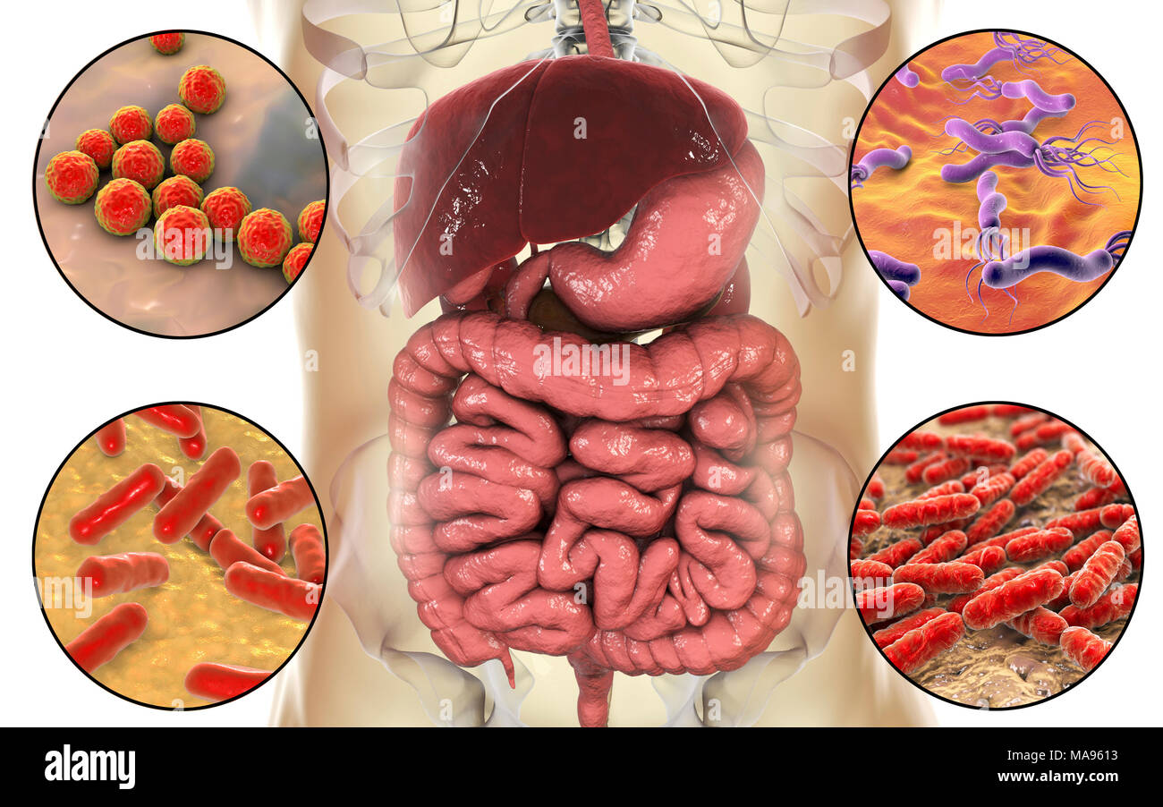 Les bactéries présentes dans le système digestif humain, illustration de l'ordinateur. L'Helicobacter pylori (coin supérieur droit), Enterococcus faecalis (en haut à gauche), Lactobacillus spp. (En bas à droite) et Bifidobacterium spp. (En bas à gauche). Lactobacillus et Bifidobacterium sont la flore normale et avoir des fonctions, comme la synthèse de vitamines et la protection contre les pathogènes. H. pylori est associée à des ulcères gastriques et duodénaux et le cancer de l'estomac. E. faecalis peuvent causer de l'inflammation à l'extérieur de l'intestin, y compris l'endocardite et pyélonéphrite. Banque D'Images