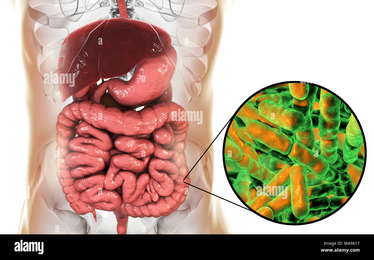 Illustration de Bifidobacterium bactéries dans l'intestin humain. Cette bactéries anaérobies à Gram positif est l'élément principal du gros intestin humain microbiome. Il a un métabolisme de l'hexose (sucre), appelé le shunt bifide, qui peut être utilisé comme test de diagnostic pour les bifidobactéries. Les bifidobactéries sont les bactéries probiotiques, ce qui signifie qu'ils peuvent avoir une incidence sur la propriété véritable hôte sur l'ingestion par l'amélioration de l'équilibre de la microflore intestinale. Banque D'Images