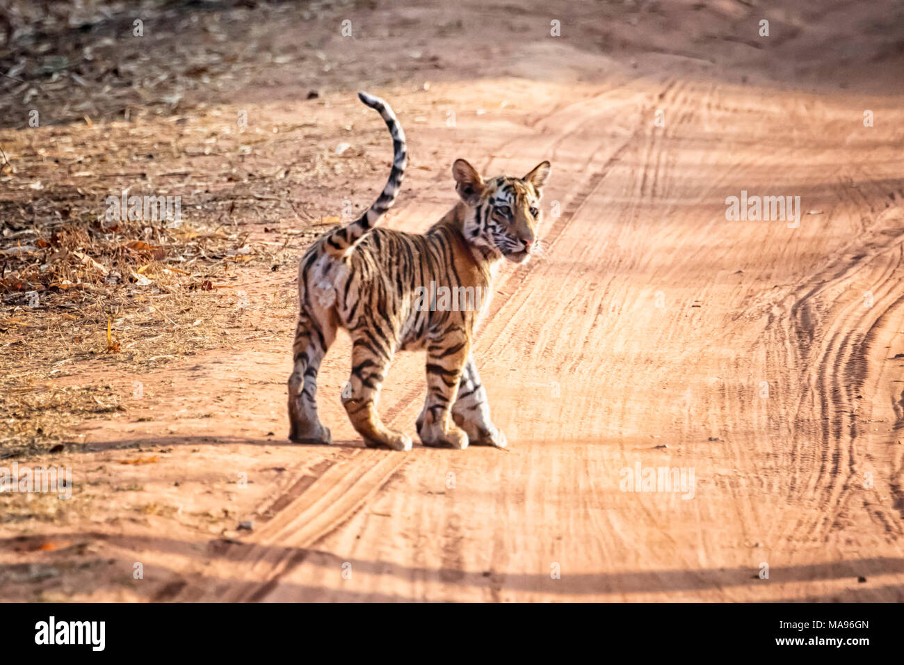 Cute little wild Cub tigre du Bengale, Panthera tigris tigris, debout dans un chemin de terre, la Réserve de tigres de Bandhavgarh, Madhya Pradesh, Inde Banque D'Images