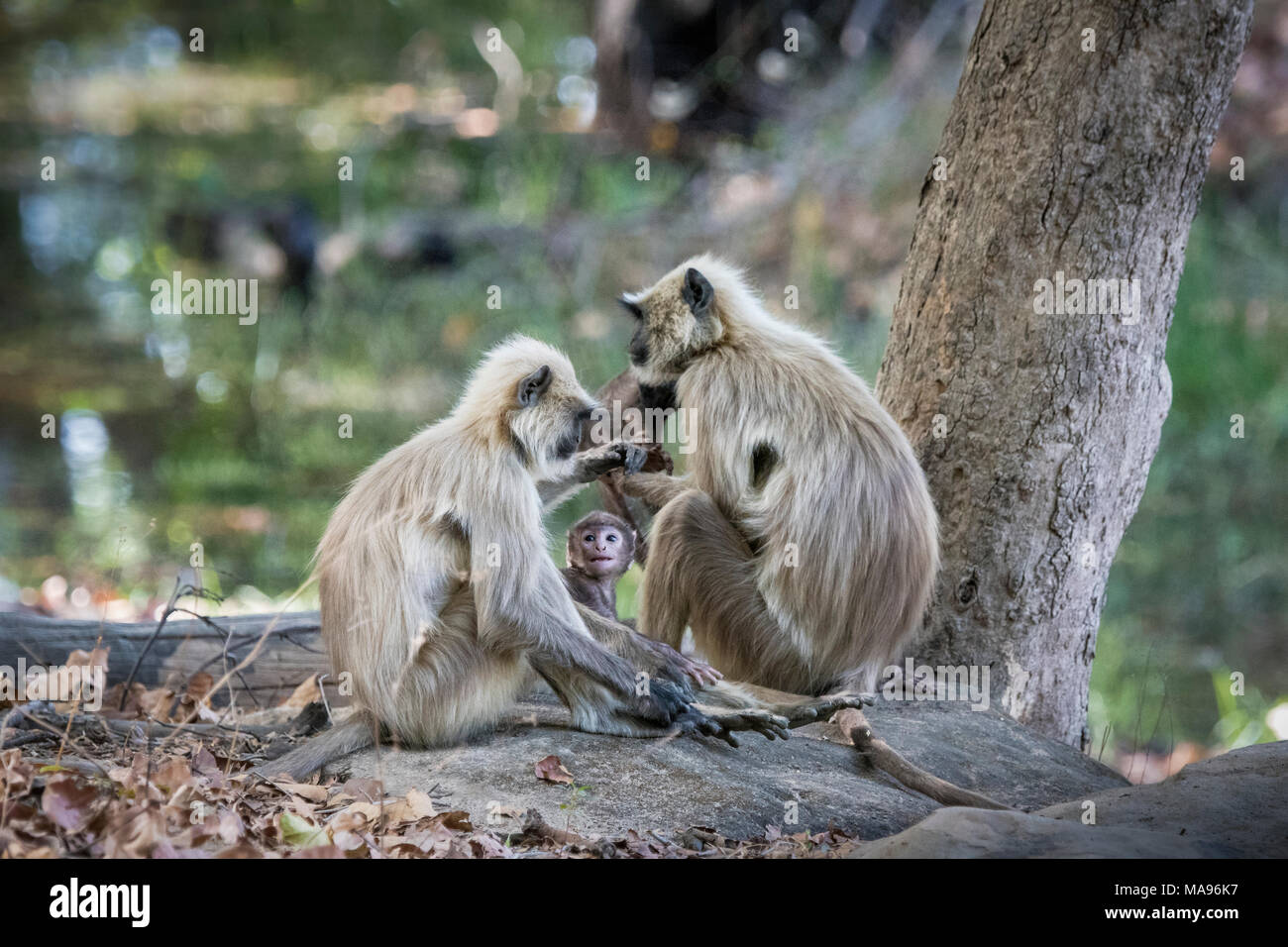 Famille de langurs gris sauvages ou de langurs Hanuman, Semnopithecus, avec un petit bébé à la recherche jusqu'à l'amour, Bandhavgarh National Park, le Madhya Pradesh, Inde Banque D'Images