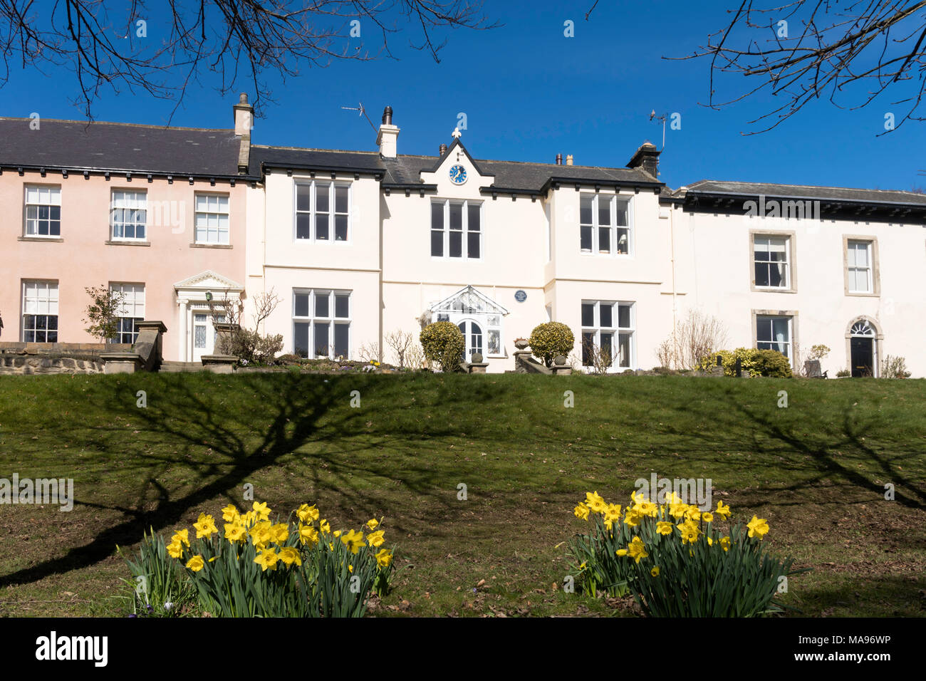 Les jonquilles en fleurs, le Hillcrest house, Whitburn VIllage, North East England, UK Banque D'Images