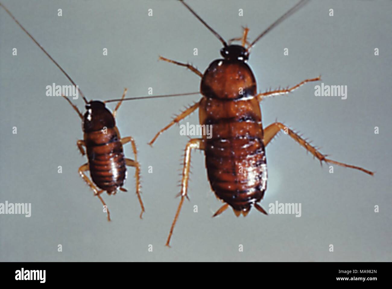 Paire de cafards nymphe, porteurs d'agents pathogènes dans l'alimentation et de nombreuses maladies, 1972. Image courtoisie Centres for Disease Control (CDC). () Banque D'Images Paire de cafards nymphe, porteurs d'agents pathogènes dans l'alimentation et de nombreuses maladies, 1972. Image courtoisie Centres for Disease Control (CDC). () Banque D'Images