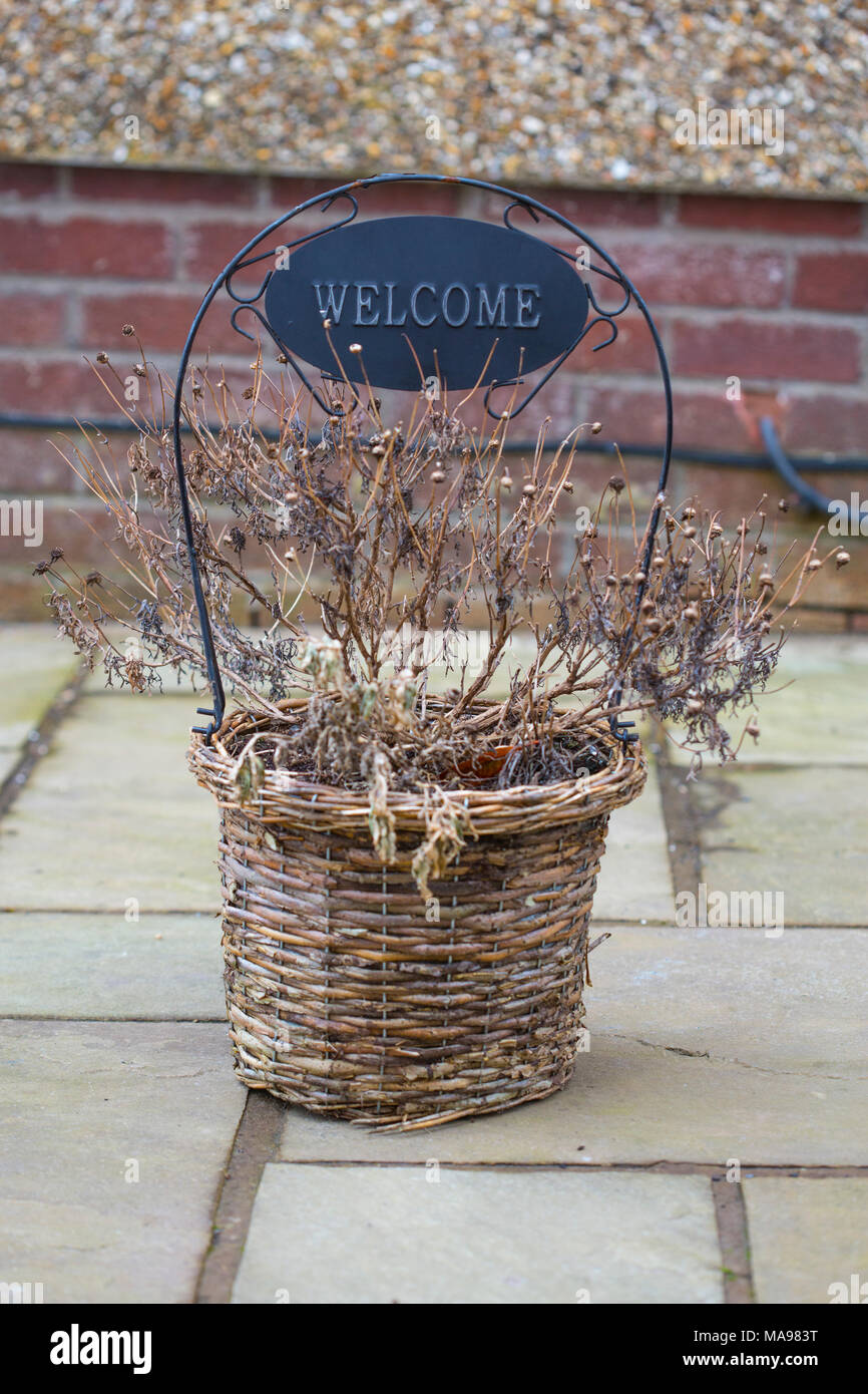 Les plantes mortes dans un panier avec une affiche qui dit "Bienvenue" en haut du pavage avec un arrière-plan en briques. Banque D'Images