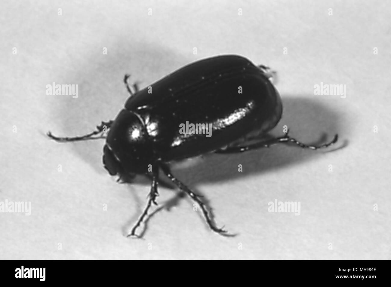 Beetle, membre de la plus importante commande d'insectes, de coléoptères, de 1972. Image courtoisie Centres for Disease Control (CDC). () Banque D'Images