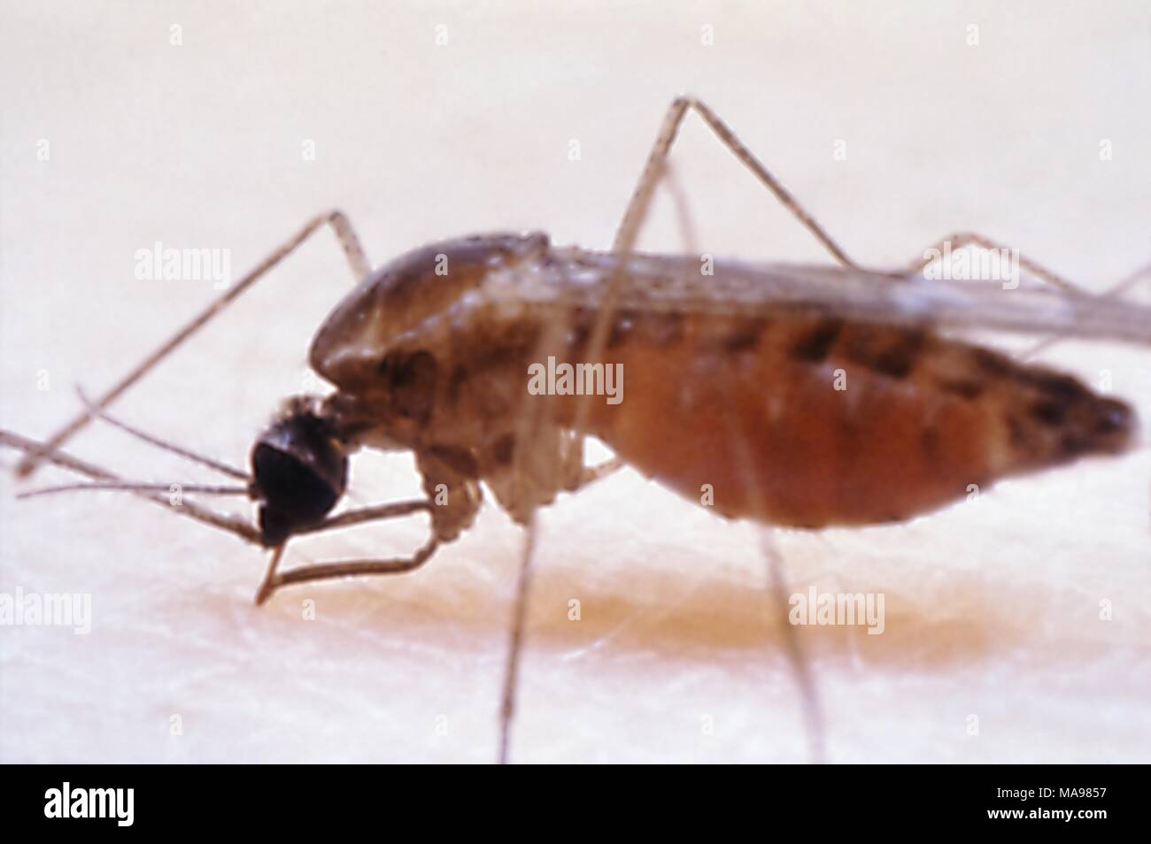 Vue rapprochée d'un moustique, trouvé dans un camp de travail, 1972. Image courtoisie Centres for Disease Control (CDC). () Banque D'Images