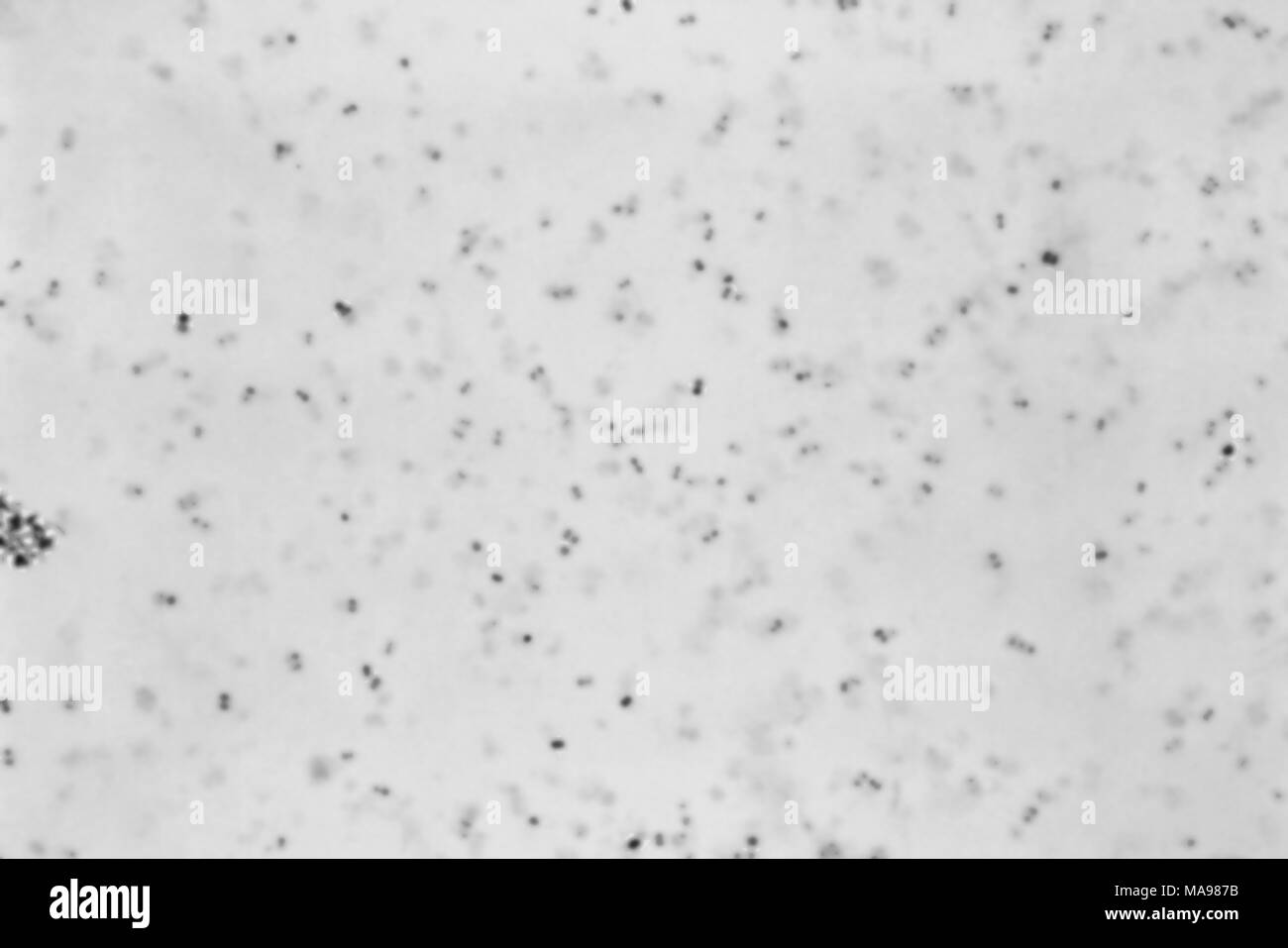 Diplococcus Gram négatif Neisseria gonorrhoea révélé dans la photomicrographie, film 1977. Image courtoisie Centres for Disease Control (CDC) / Dr W UN Clark. () Banque D'Images