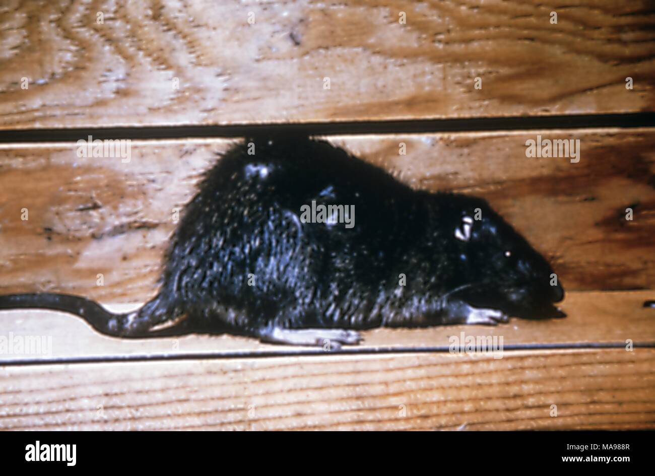 Rat surmulot (Rattus norvegicus), également connu sous le nom de rat brun, rat d'égout et de la chambre, rat, un porteur de la bactérie de la peste Yersinia pestis, 1972. Image courtoisie Centres for Disease Control (CDC). () Banque D'Images Rat surmulot (Rattus norvegicus), également connu sous le nom de rat brun, rat d'égout et de la chambre, rat, un porteur de la bactérie de la peste Yersinia pestis, 1972. Image courtoisie Centres for Disease Control (CDC). () Banque D'Images
