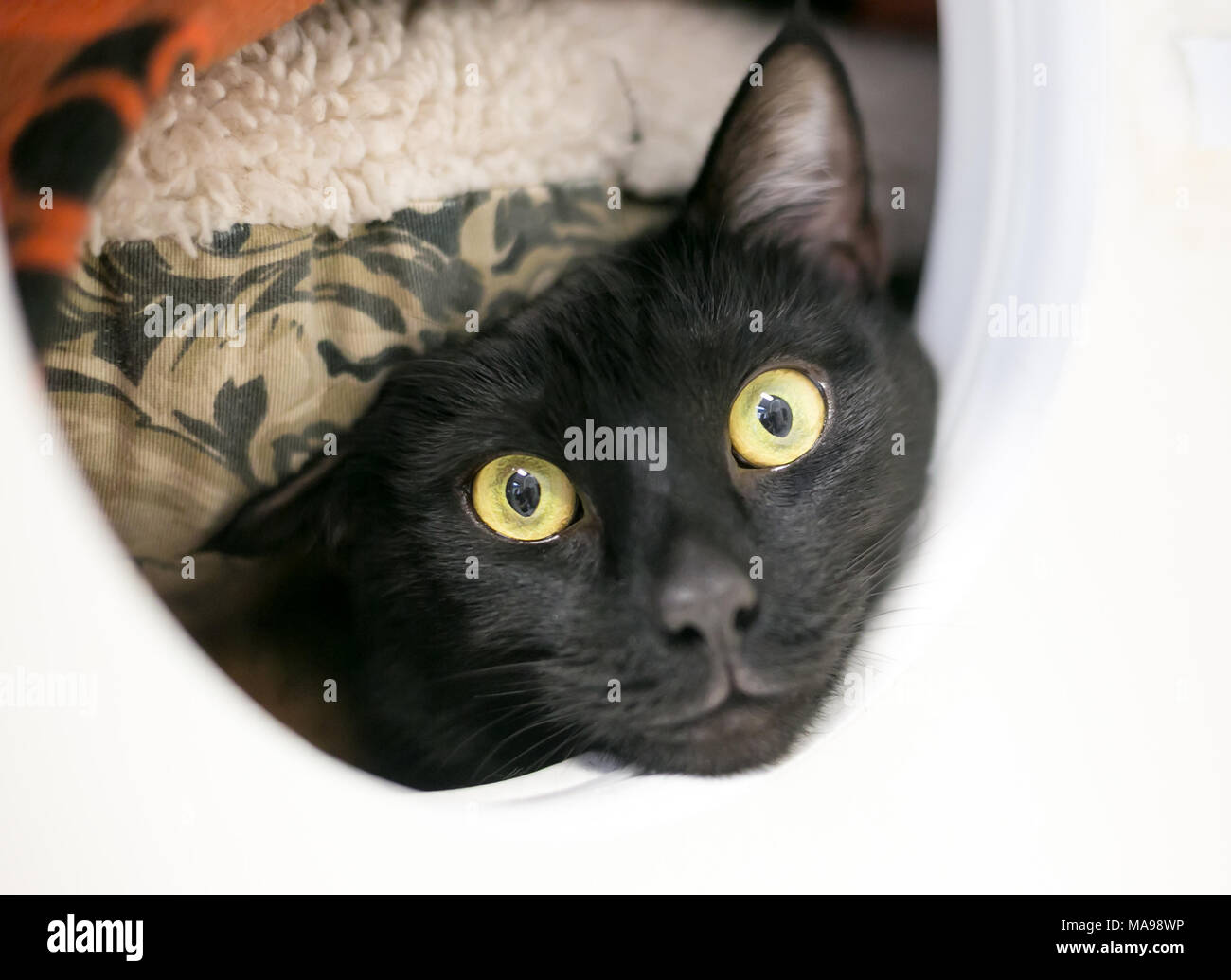 Un chat domestique à poil court noir timide de se cacher sous un tas de couvertures Banque D'Images