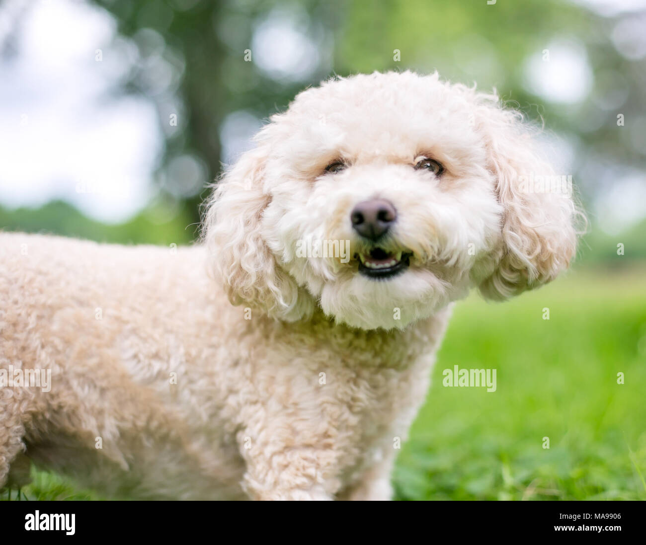 Un mignon petit chien caniche miniature Banque D'Images