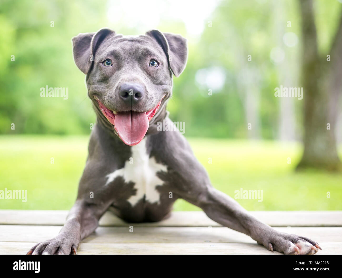 Une happy blue and white pit-bull terrier dog Banque D'Images