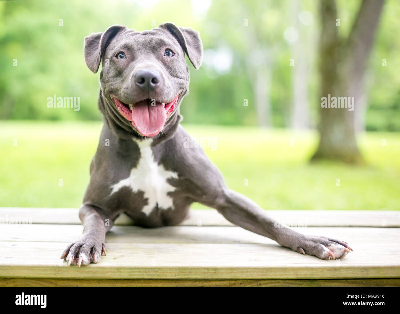 Une happy blue and white pit-bull terrier dog Banque D'Images