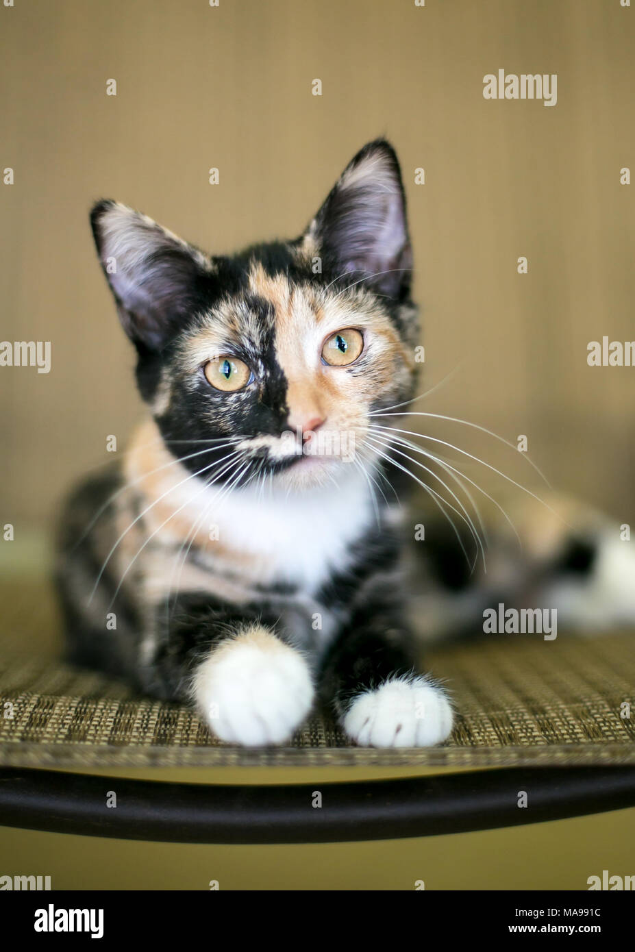 Portrait d'une jeune domestique shorthair Calico chaton Banque D'Images