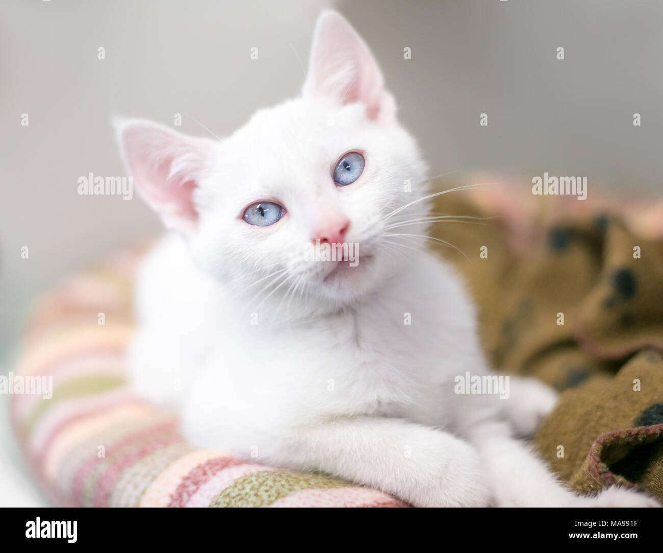 Un chaton blanc aux yeux bleus de détente sur un lit de chat Banque D'Images
