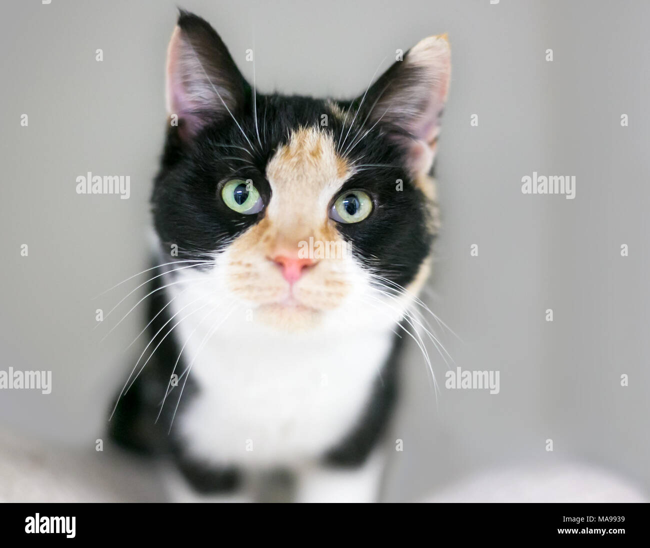 Portrait d'un chaton Calico Banque D'Images