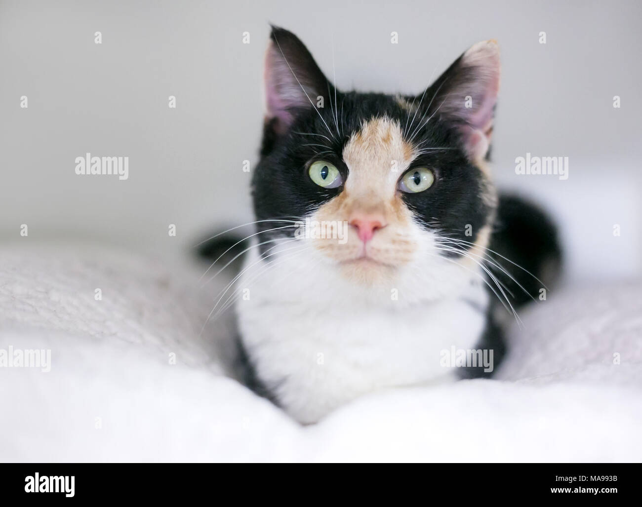 Un chaton Calico détente sur une douce couverture Banque D'Images