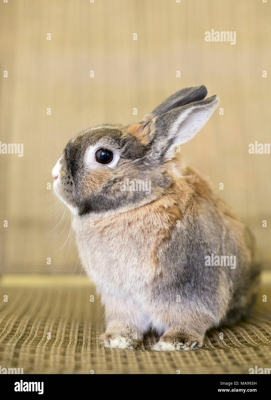 Un lapin nain avec marquages agouti Banque D'Images