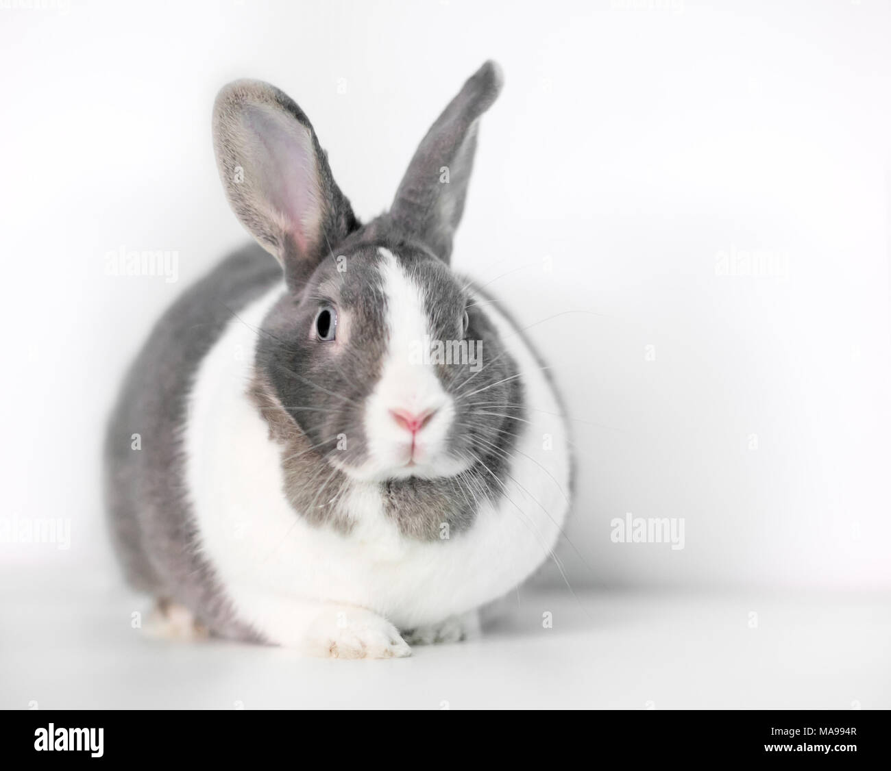 Une femelle gris et blanc lapin Hollandais avec un grand fanon Banque D'Images