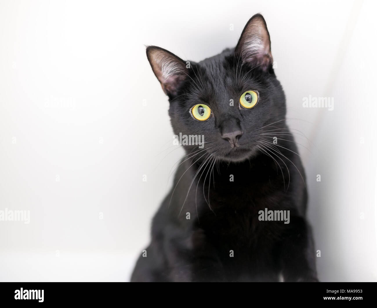Un Chat Domestique A Poil Court Noir Avec Les Yeux Jaunes Sur Fond Blanc Photo Stock Alamy