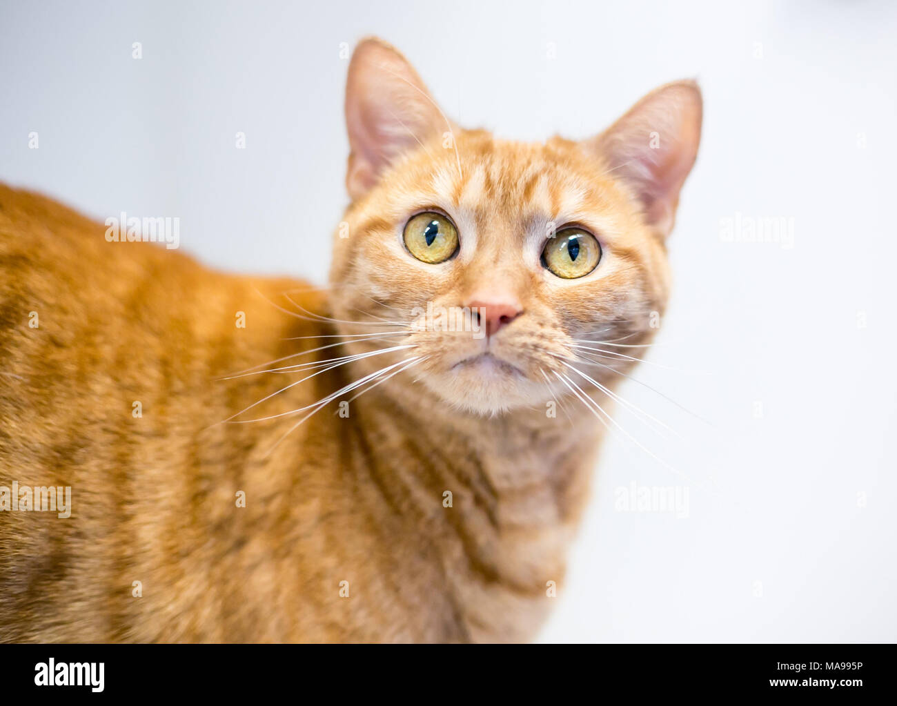 Portrait d'un chat orange tabby shorthair domestique sur un fond blanc Banque D'Images