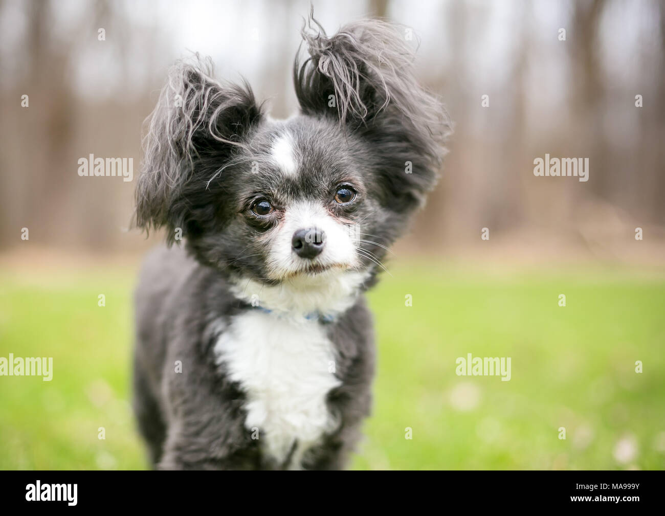 Un Chihuahua à poil long dog avec des oreilles Banque D'Images