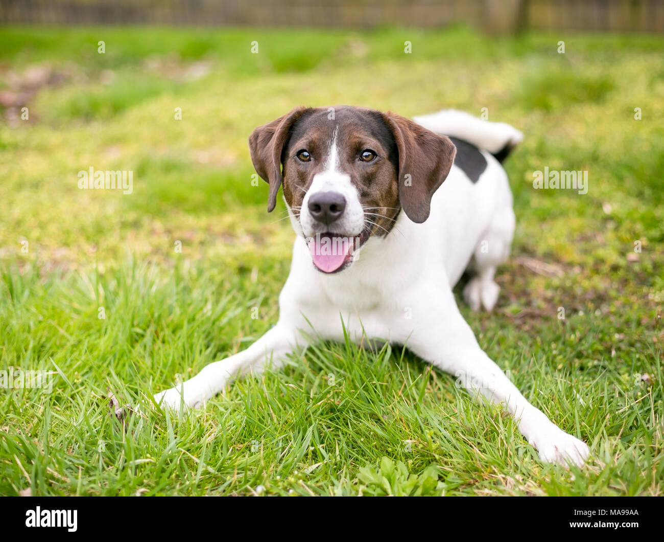 Un mélange de marron et blanc hound dog Photo Stock - Alamy