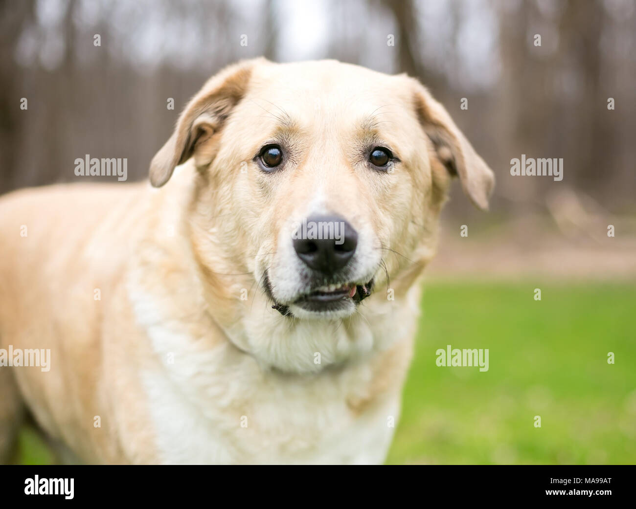 Un Labrador Retriever dog avec une drôle d'expression sur son visage Banque D'Images