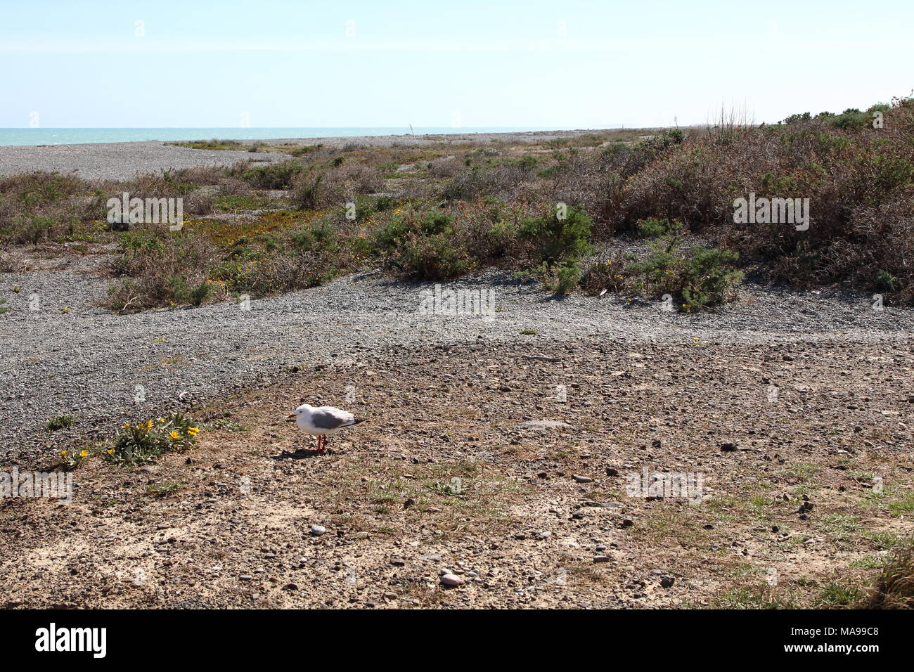 Télévision d'observation des oiseaux, une plage de galets près de Christchurch, sur l'île du Sud, une jolie vue du paysage marin. Banque D'Images