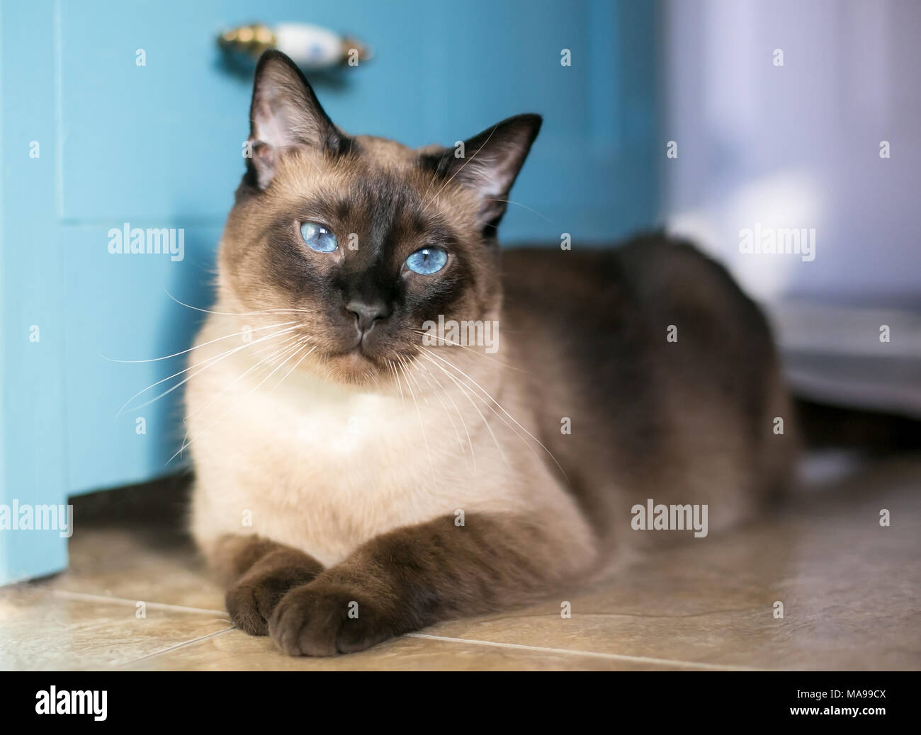 Un chat siamois pure race avec seal) et les yeux bleus Photo Stock Alamy