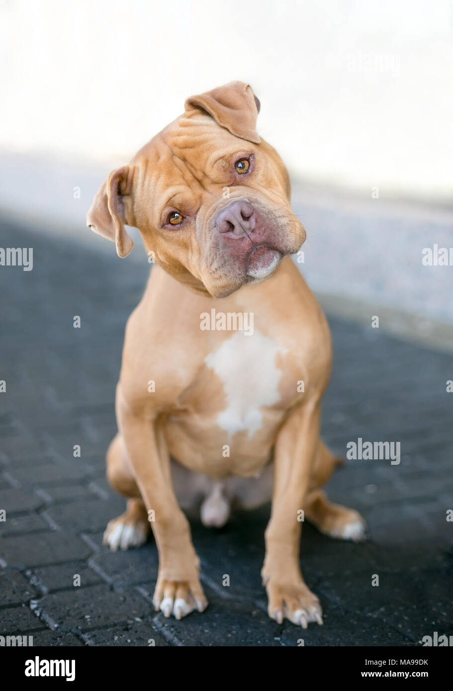 Un pit-bull terrier/ Mastiff dog écoute avec une curieuse expression et head tilt Banque D'Images