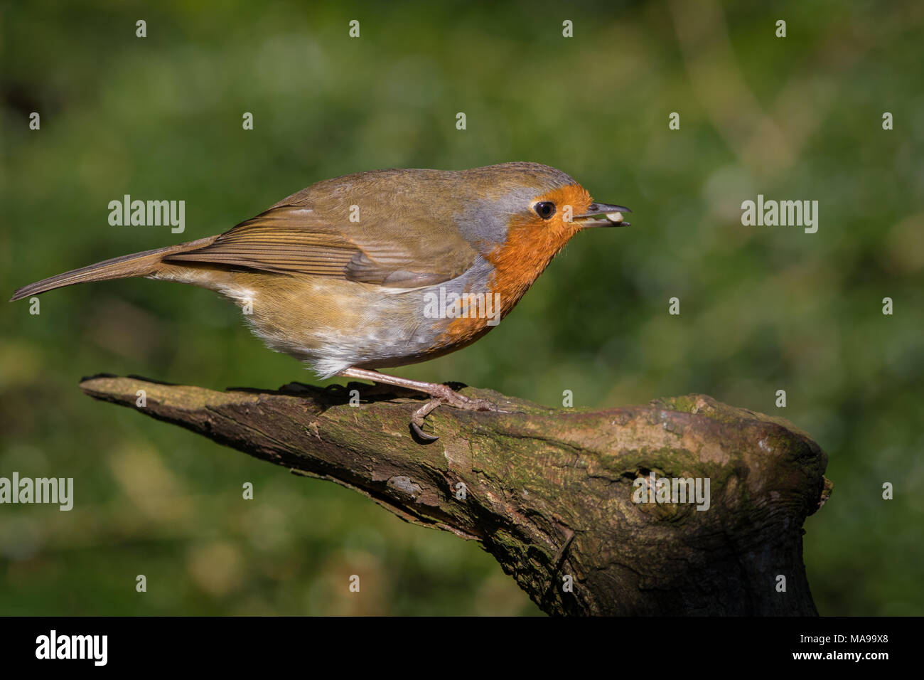 Close up image of a European Robin Redbreast sur une branche contre un arrière-plan flou vert Banque D'Images Close up image of a European Robin Redbreast sur une branche contre un arrière-plan flou vert Banque D'Images