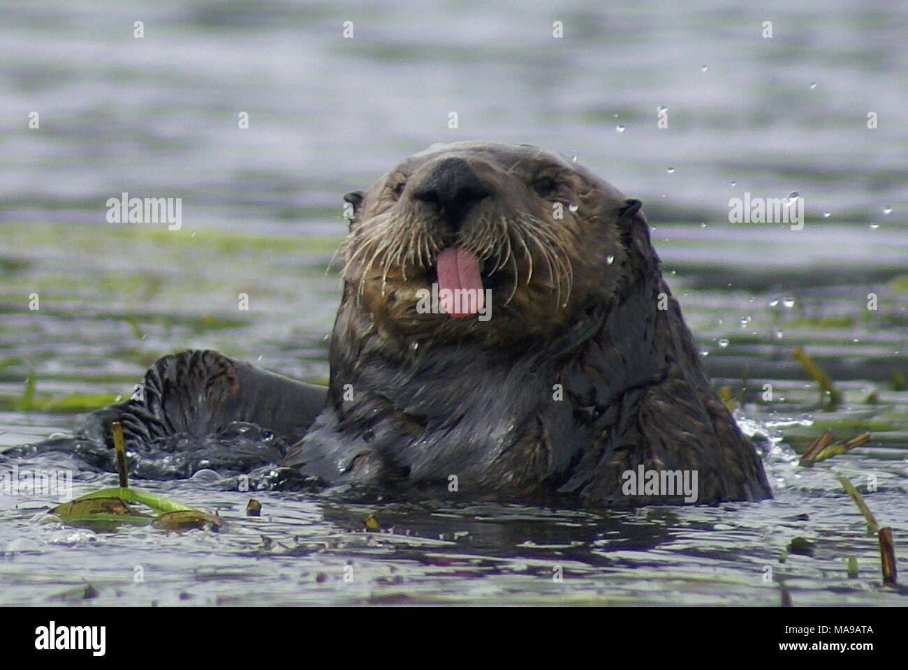 Celebrer La Semaine De Sensibilisation A La Loutre De Mer La Semaine De Sensibilisation A La Loutre De Mer A Lieu Chaque Annee En Septembre Pour Mettre Un Coup De Projecteur