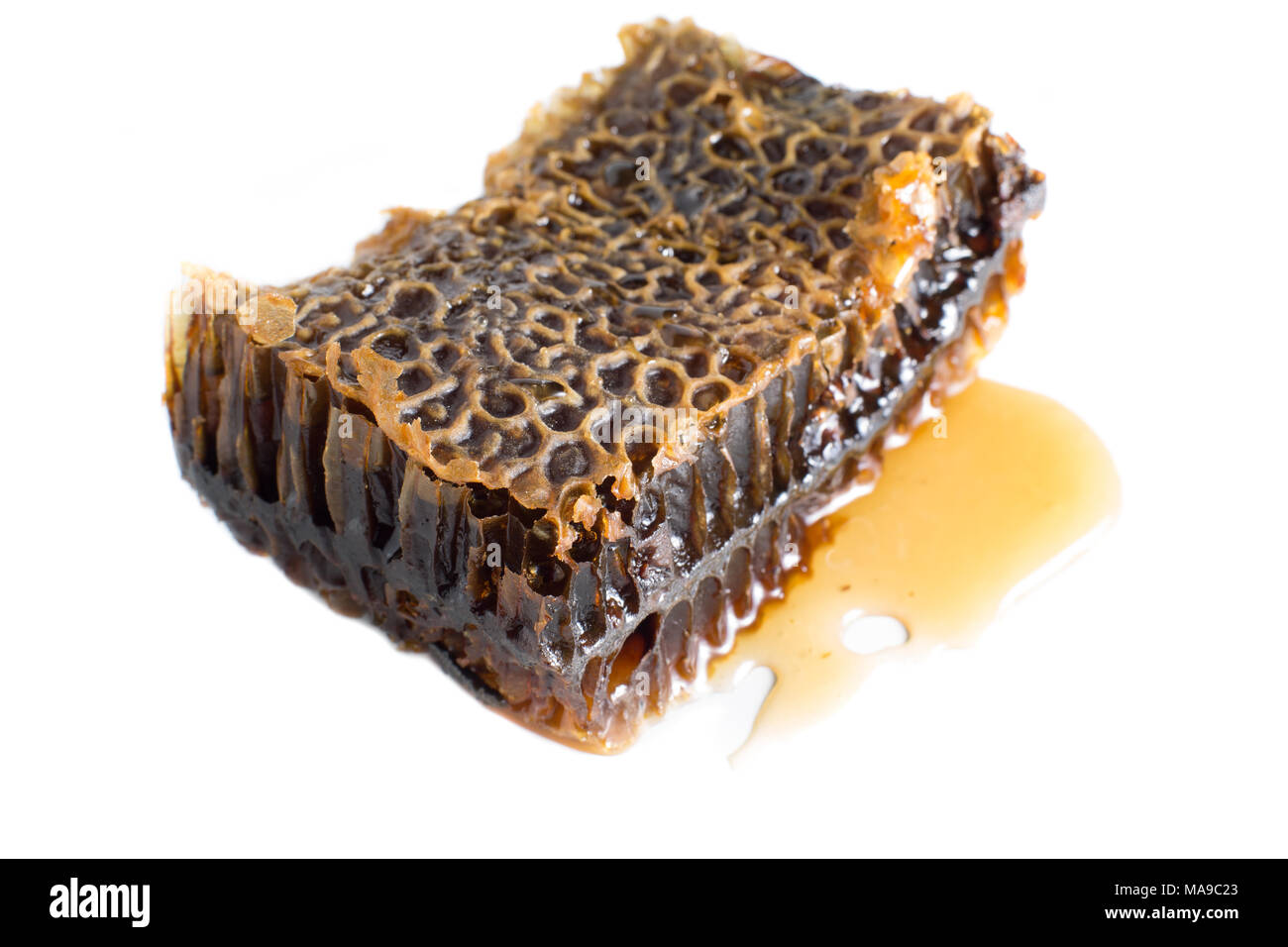 Abeille cire miel eucalyptus en Equateur Banque D'Images