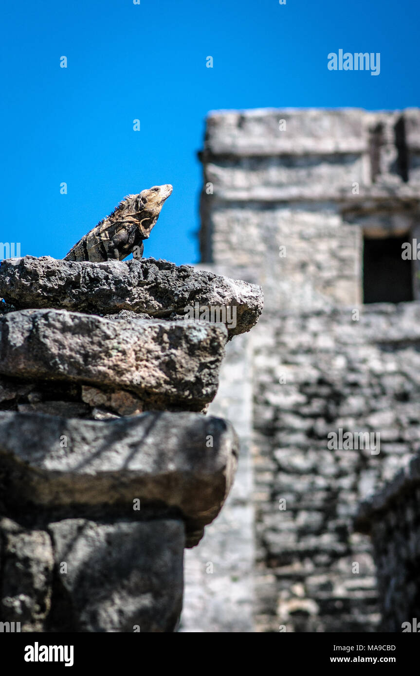 Iguana détente sur les ruines mayas de Tulum au Mexique Banque D'Images