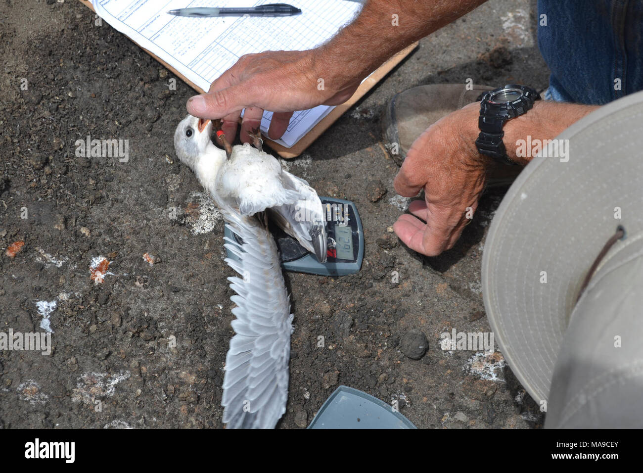 Gull-billed tern (Sterna nilotica) est pesé. Les biologistes contractés par la FWS collectent régulièrement des données de l'plusieurs espèces de sternes sur le refuge. Ici, un gull-billed tern est pesé, aura ses ailes mesurées, et seront bagués. Gull-billed Dougall a été une des espèces candidates à l'inscription, mais récemment, ont été retirées de la liste en raison de leur retour réussi au cours des dernières années. Ils ont été vus s'attaquant aux autres petits gravelots et les sternes. Banque D'Images