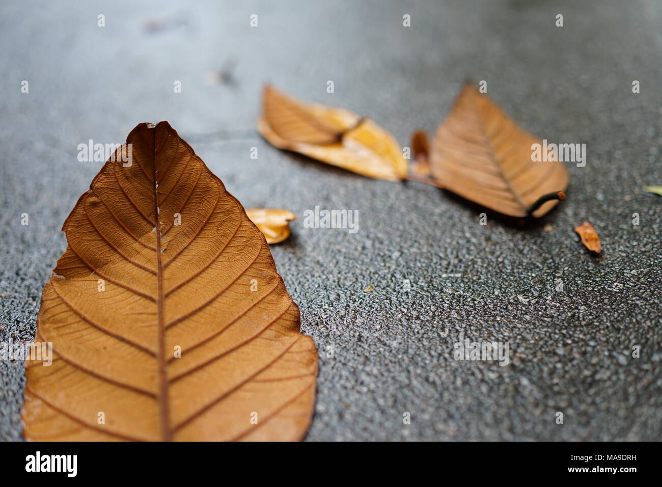 Golden Leaf sur une route avec la lumière du soleil Banque D'Images