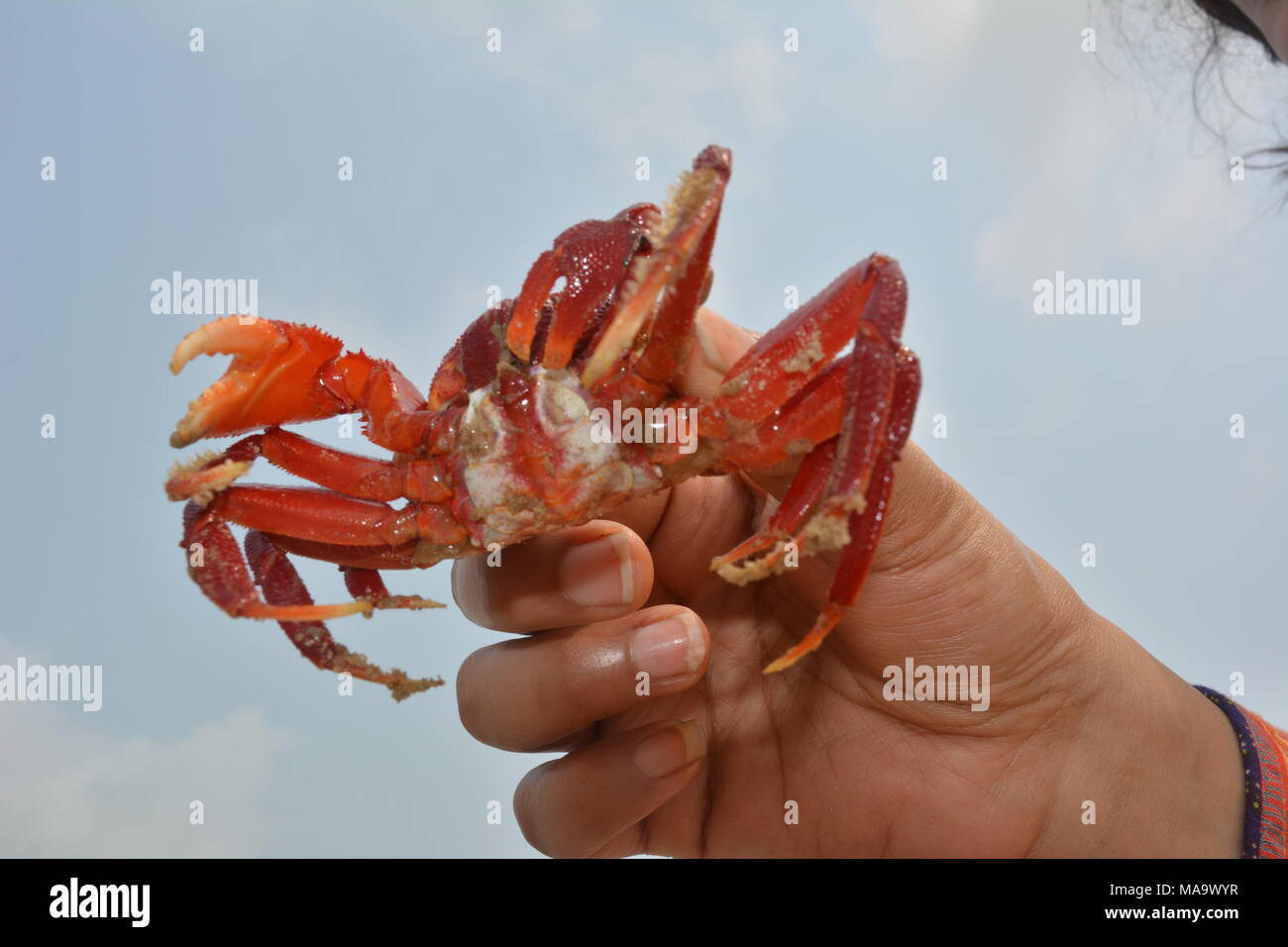 Mandarmani , l'ouest du Bengale, en Inde. 30 mars 2018. Crabe rouge à Mandarmani. Principalement au confluent de la rivière Jalda à Baie du Bengale appelé Mohana.s Credit : Rupa Ghosh/Alamy Live News. Banque D'Images