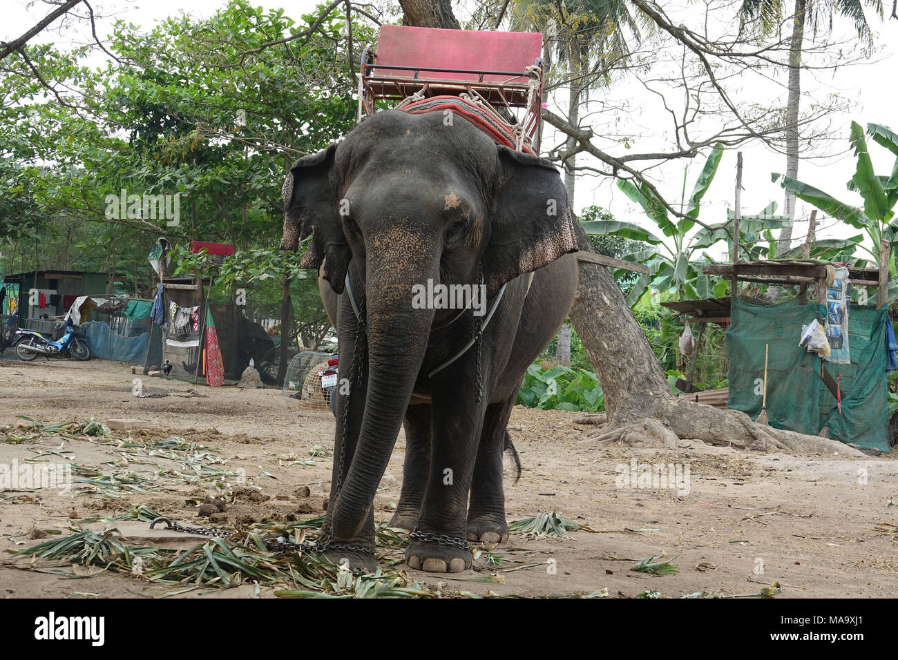 26 février 2018, la Thaïlande, Damnoen Saduak : un éléphant enchaîné. Des promenades sur les éléphants sont offerts ici. Malheureusement, les éléphants dans ces camps ne sont pas adaptés à l'espèce traitée. - Pas de service de fil - Photo : Alexandra Schuler/dpa Banque D'Images