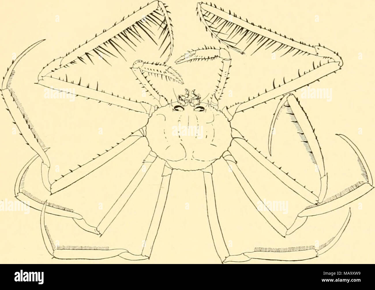 . Géographie animale écologique ; une édition autorisée, réécrite en fonction de Tiergeographie ockologischer auf Grundlage . Fig. 66.-la, crabe Platymaia wyville-thomsoni de 275-800 m., un tiers de la taille naturelle. Après Doflein. Les eaux profondes peuvent venir à la surface pour la ponte. Nautilus, un céphalopode archaïque, un habitant de grandes profondeurs, qui est de l'eau peu profonde près de Amboina de mai à septembre à cette fin.10 caractères communs à abyssales pelagial et Pyramid.-En dépit de l'entrelacement de la faune d'eau profonde avec celle de la zone éclairée, les particularités de l'environnement pour whi Banque D'Images