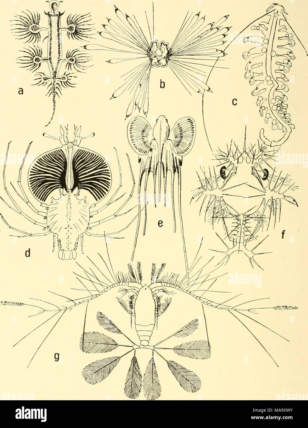 . Géographie animale écologique ; une édition autorisée, réécrite en fonction de Tiergeographie ockologischer auf Grundlage . Fig. 53.-Les organismes pélagiques flottants ou en suspension avec grande surfaces. a, Glaucus atlanticus, grandeur nature ; b, Maldanid larve ("Mitraria muelleri"), X 40 ; c, Tomopteris euchaeta, X 2xfa ; d, Phyllosoma larve de Palinurus, légèrement en- larged ; e, Larve de Lophius piscatorius, quelque peu élargies ; /, Larve de Sergestes (Elaphocaris dohrni) X 13 ; g, Calocalanus pavo, X 18. Après Regne Animale, a ; Haecker, b ; Chun, c ; Spence Bate, d, / ; Agassiz, e ; et- gies Brecht, g. Banque D'Images